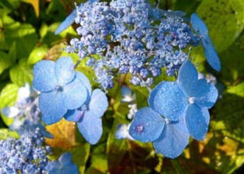 HORTENSJA PIŁKOWANA Blue Deckle - sadzonki w doniczkach