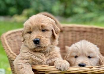 Golden Retriever ZKwP FCI ciemnozłoty linia amerykańska