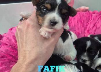 Piesek yorkshire terrier biewer