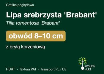 Lipa srebrzysta 'Brabant' obwód 8-10 cm, z bryłą – HURT