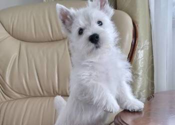 Piesek po Championach West Highland white Terrier ZKwP FCI