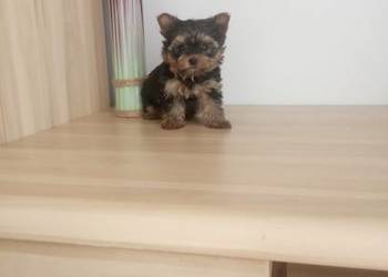 Piękna bardzo malutka suczka york