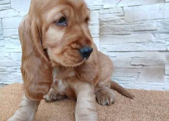 Śliczny piesek Cocker Spaniel Angielski