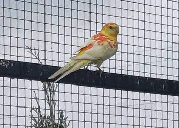 Świergotki 2025 para na lęgi