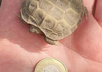 Żółw stepowy Żółw stepowy