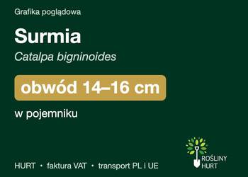 Surmia (Catalpa bigninoides) obwód 14-16 cm, w pojemniku – HURT