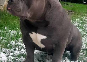 American Bully Standard pies