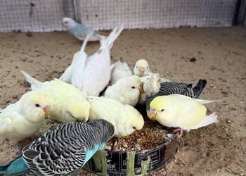 Papugi faliste młode