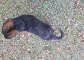 Owczarek Niemiecki Szczeniaki