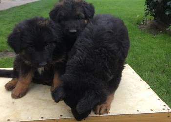 Owczarek Niemiecki Długowłosy