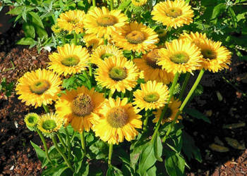 JEŻÓWKA SUN SEEKERS GOLDEN SUN - sadzonki w doniczkach