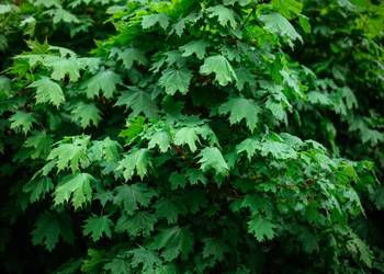 Klon kulisty 'Globosum' na pniu obwód 12-14 cm, z bryłą – HURT