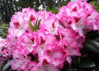 Różanecznik Hachmann's Charmant/Rhododendron 'Hachmann's Cha