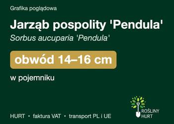 Jarząb pospolity 'Pendula' obwód 14-16 cm, w pojemniku – HURT