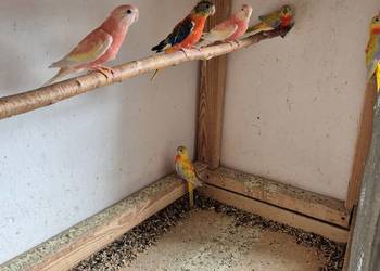 Lilianki, łąkówki turkusowe sprzedam