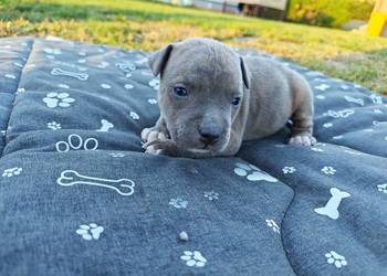 Szczeniak - Amstaff