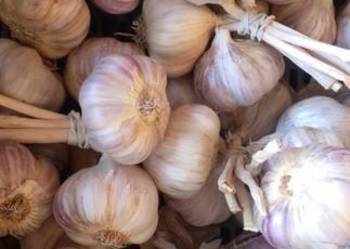 Czosnek Harnaś