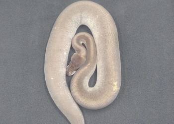 Pyton Królewski samiec Super Cinnamon Mojave