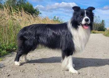 Reproduktor Border Collie FCI