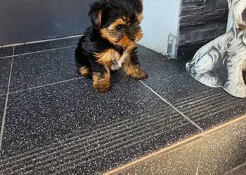 York terrier chłopczyk