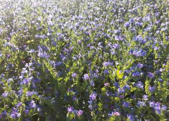 Żmijowiec Babkowaty