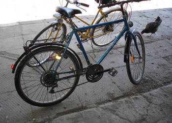 Rower damski i m           ęski