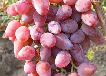 Winogrono deserowe Różowy Timur. Sadzonki winorośli. Winogrono deserowe Różowy Timur. Sadzonki winorośli.