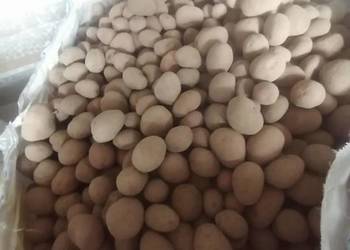 Sprzedam ziemniaki jadalne duże i do sadzenia