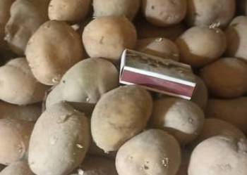 Ziemniak wielkości sadzeniaka odmiana Ignacy