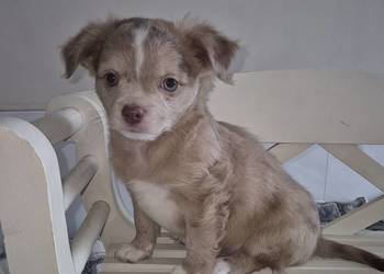 Chihuahua długowłosy  piesek  o wyjątkowym umaszczeniu Choco merle