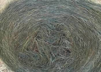 Sprzedam siano potraw Sprzedam siano potraw