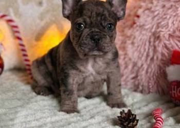 Buldog francuski do rezerwacji