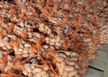 Sprzedam ziemniaki jadalne Queen Anna