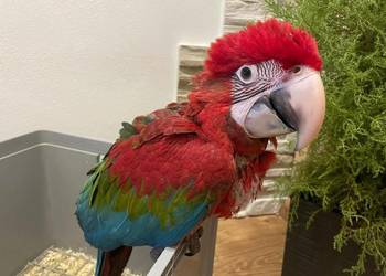 Ara chloroptera ręcznie karmiona