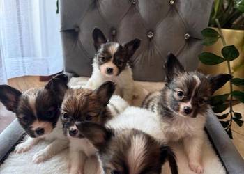 Papillon szczeniak Spaniel kontynentalny miniaturowy szczeniaczek