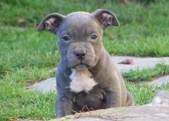 American Staffordshire Terrier Blue Amstaff Szczeniak Suczka