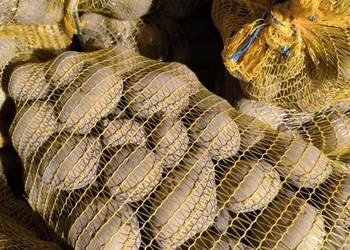 Sprzedam ziemniaki jadalne