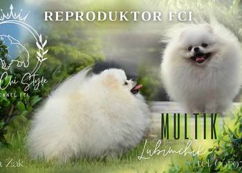 Szpic REproduktor ZKwP FCI