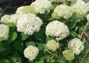 Hortensja drzewiasta 'Annabelle' Hydrangea arborescens