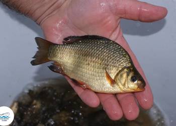 Narybek karasia pospolitego ( złotego )