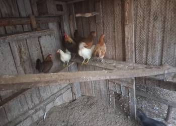 sprzedam 3 kurki cferki staropolskie