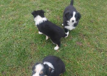 Piękne Border Collie