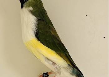 Amadyna wspaniała - samiczka 2025r