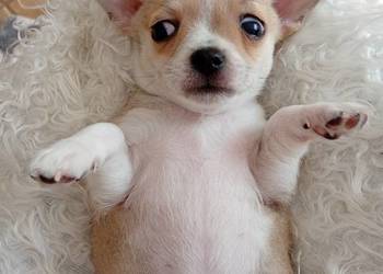 Piesek chihuahua