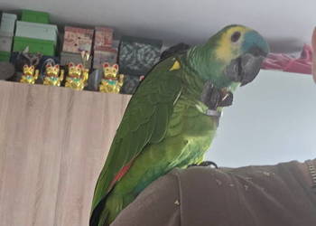 Sprzedam Amazonkę