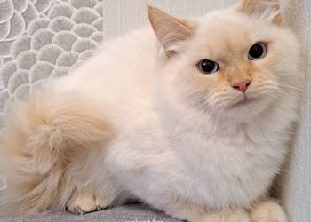 Kocur kremowy neva masquerade kot syberyjski