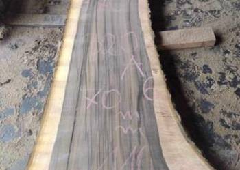 Monolity orzech ponad 100 cm