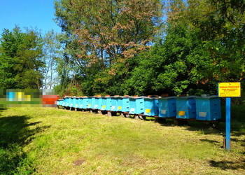 Ule Wielkopolskie drewniane 16 sztuk