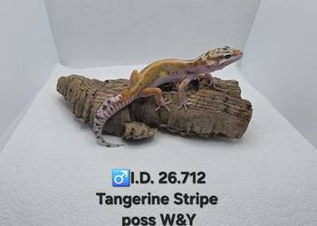 Gekony lamparcie