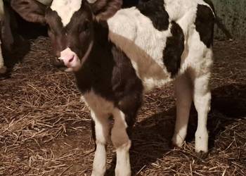 Sprzedam cielątko jałóweczkę